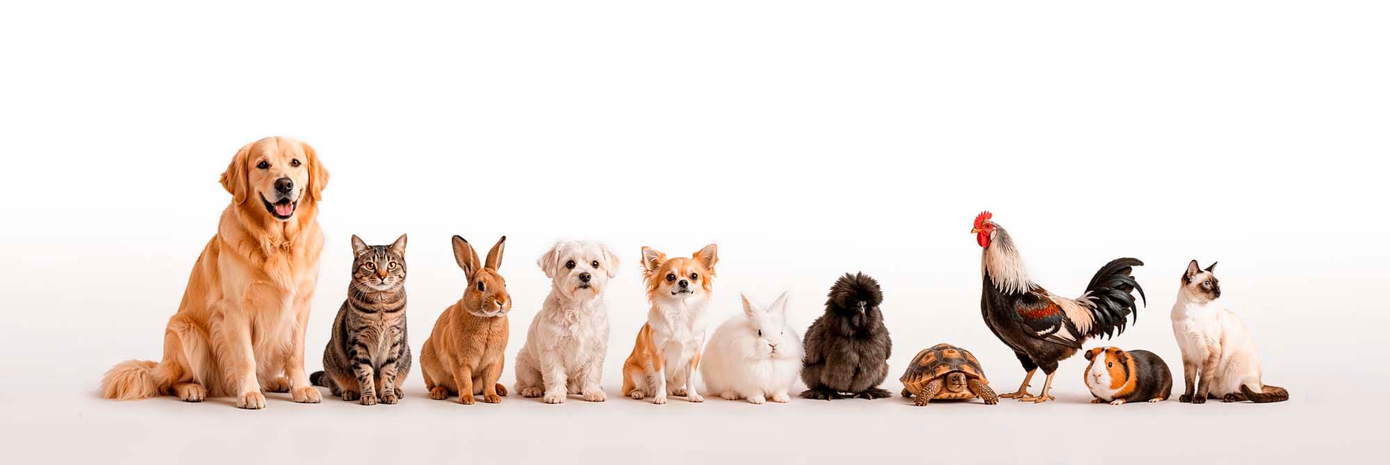 Row of various animals including dogs, cats, and a rooster on a white background