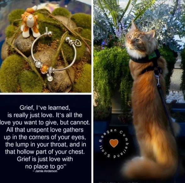 Bangle with charms on a textured surface, cat on a leash with text overlay, and a quote about grief.