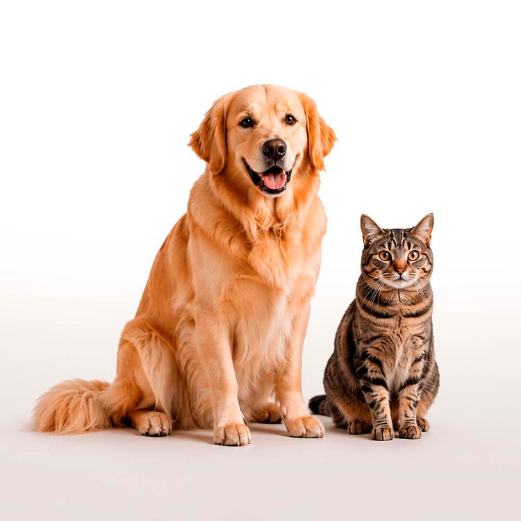 Dog and cat sitting side by side on a plain background